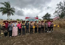 Polri Gelar Panen Jagung Serentak Kuartal IV 2025