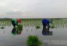 Sukses Swasembada, Dispaperta Batang Optimalkan Lahan Terdampak Rob 