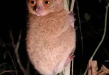 Mentilin Bangka, Primata Soliter Penjaga Ekosistem