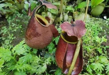 Upaya Pelestarian Kantong Semar di Kebun Raya Bogor