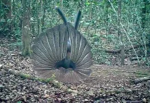 Mengenal Kuau Raja, Burung Langka Pemilik Seratus Mata