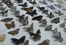 Universitas Bengkulu Resmikan Museum Serangga Endemik Pertama