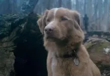 Indy Anjing Cetak Sejarah Akting Dunia