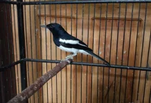 Inilah Langkah Tepat Melatih Kacer di Usia Ideal