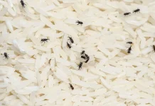 Beras Tampak Bersih, Kutu Beras  Sudah Mengintai