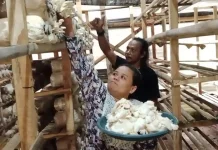 Kisah Solihah: Memanfaatkan Ruang Sempit Menjadi Cuan