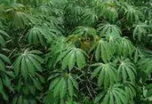 Manfaat Daun Singkong dan Cara Mengolahnya