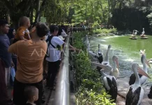 Ragunan Zoo Visitors Increase During Isra' Mi'raj Holiday 