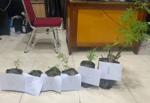 Tanam Ganja di Kolam, Warga Sungai Penuh Ditangkap