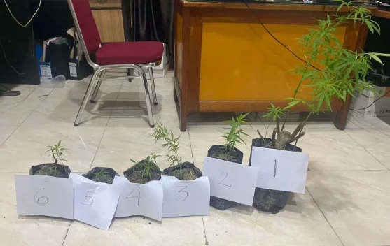 Tanam Ganja di Kolam, Warga Sungai Penuh Ditangkap