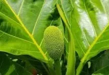 Daun Sukun, Ramuan Tradisional Warisan Herbal Indonesia