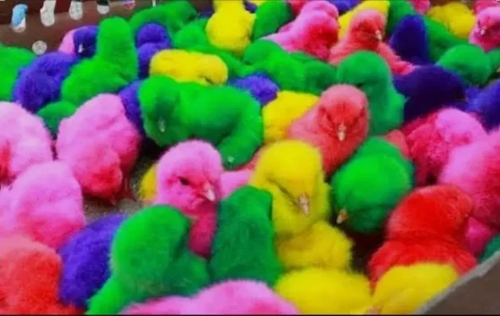 Ini Rahasia di Balik Warna-warni Anak Ayam di Pasar