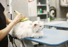 Tren Peluang Usaha Rawat Anabul Rumahan