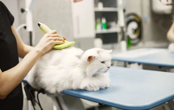 Tren Peluang Usaha Rawat Anabul Rumahan