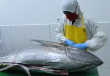 Ministry Facilitates Zero Tariff Fish Exports To Japan