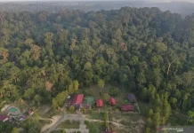 East Kalimantan Maintains Tropical Forest Cover Amid Industrial Pressures