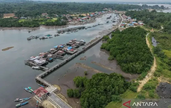 Indonesia’s Mangrove Coverage Expands to 3.45 Million Hectares