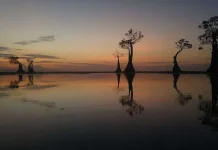 Exploring "Dancing Tree" in Sumba's Walakiri Beach