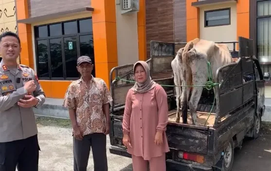 Polres Pringsewu Bongkar Komplotan Pencuri Sapi Lintas Kabupaten