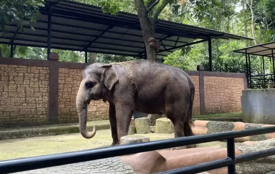 Animals at Bandung Zoo Suspected of Being Stress