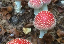 Jamur Baik, Jamur Jahat: Dua Sisi Kingdom Fungi