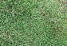 Mengenal Lebih Dekat dengan Tanaman Rumput Jepang