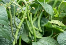 Mengenal Morfologi Tanaman Buncis