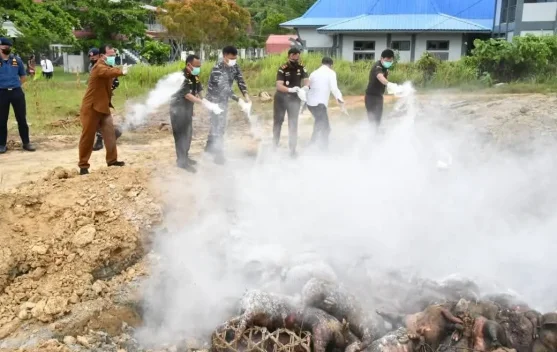 LANAL Nias Musnahkan 227 Ternak Media Pembawa HPHK