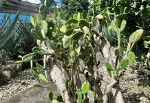 Kaktus Centong, Tanaman Unik Kaya Potensi