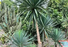 Tombak Raja, Tanaman Hias Tangguh nan Eksotik