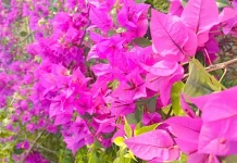 Bougenville, Tanaman Hias Tangguh di Tengah Cuaca Panas