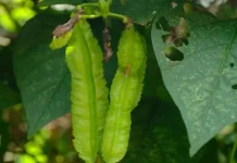 Emas Hijau Terlupakan Manfaat Kecipir untuk Kesehatan