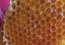 Beeswax: Lilin Lebah Alami dengan Banyak Manfaat