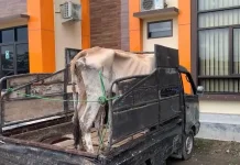 Kapolres Sebut Pencurian Sapi di Pringsewu Terencana 