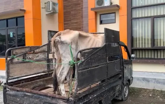 Kapolres Sebut Pencurian Sapi di Pringsewu Terencana 