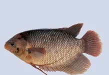 Mengenal Lebih Dekat Manfaat Ikan Gurame 