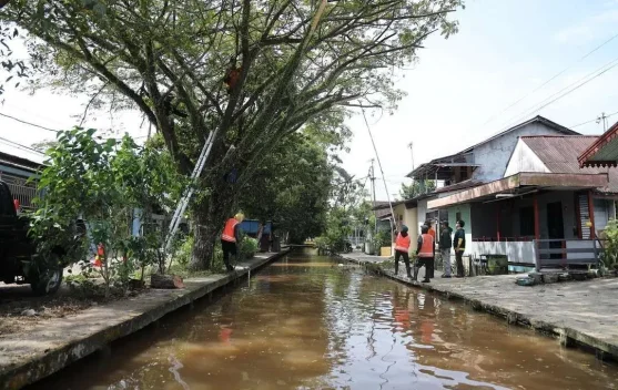 Rutin Tindaklanjuti Aduan Warga soal Perawatan Pohon